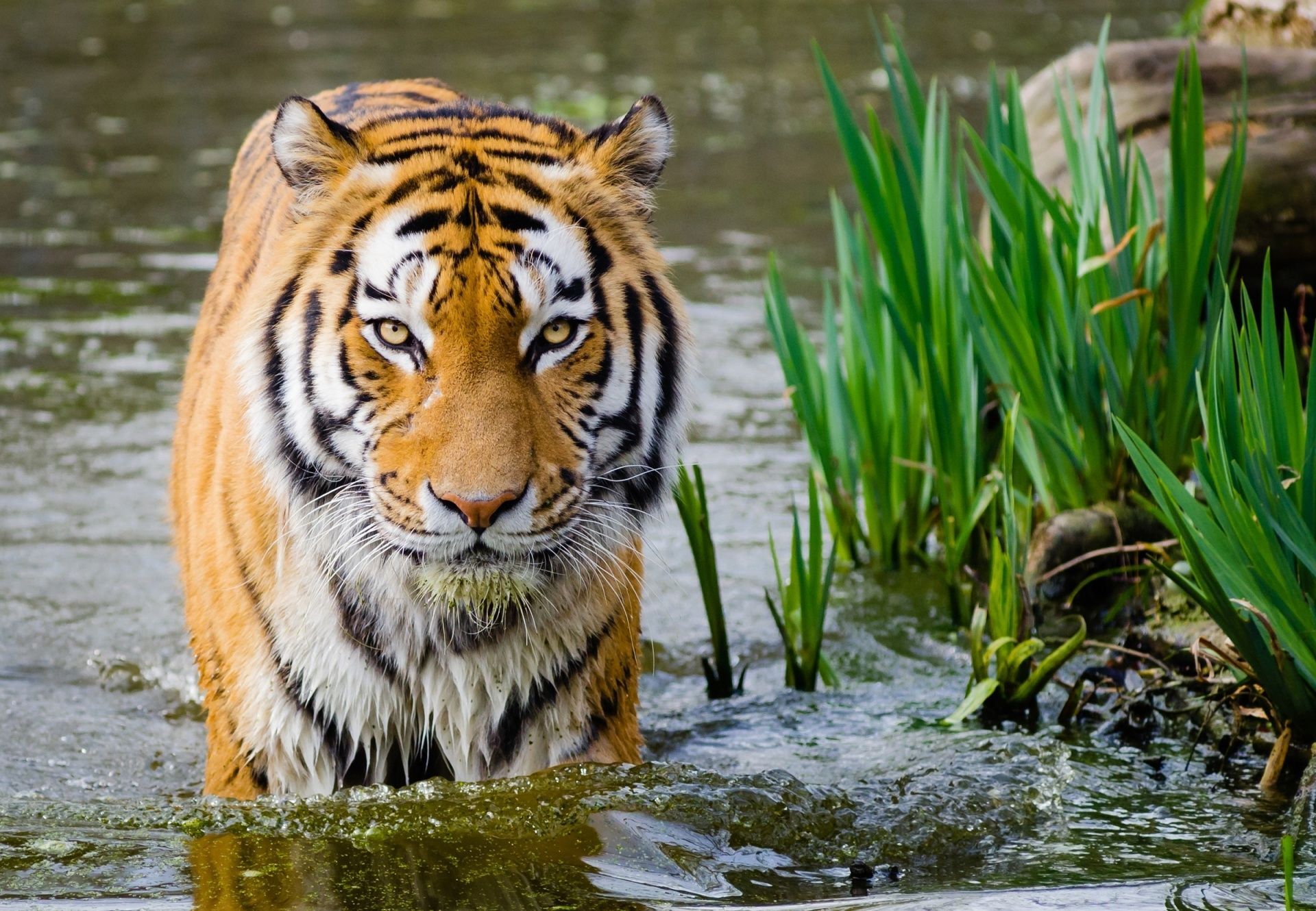 Tiger hunt is on' in Maharashtra