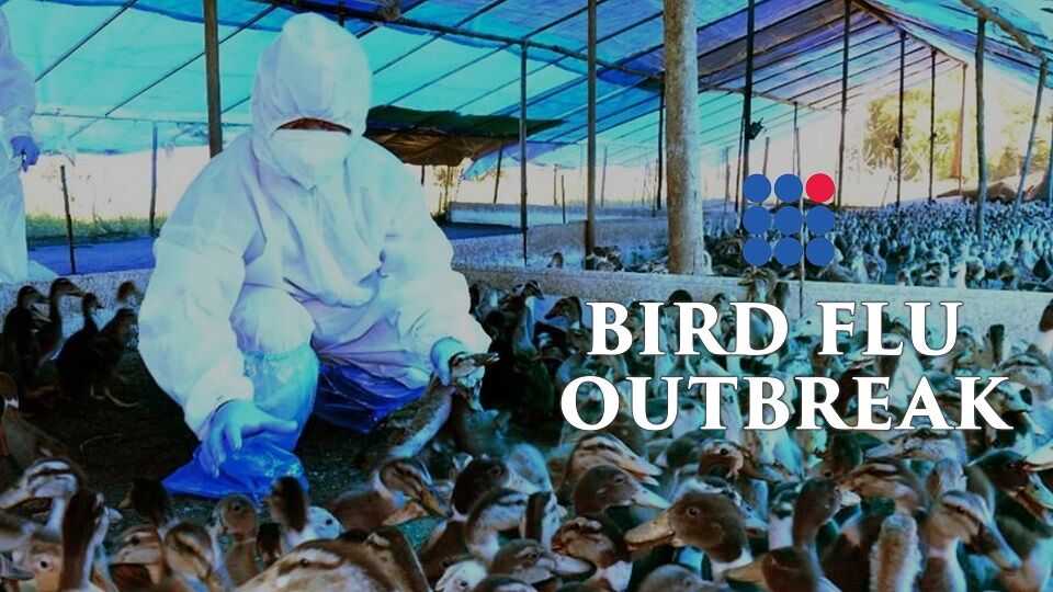Bird Flu Outbreak Recorded In India