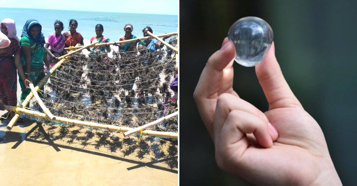 Edible Water Pods to Straws: 5 Things India Can Make With Its Abundant Seaweed!